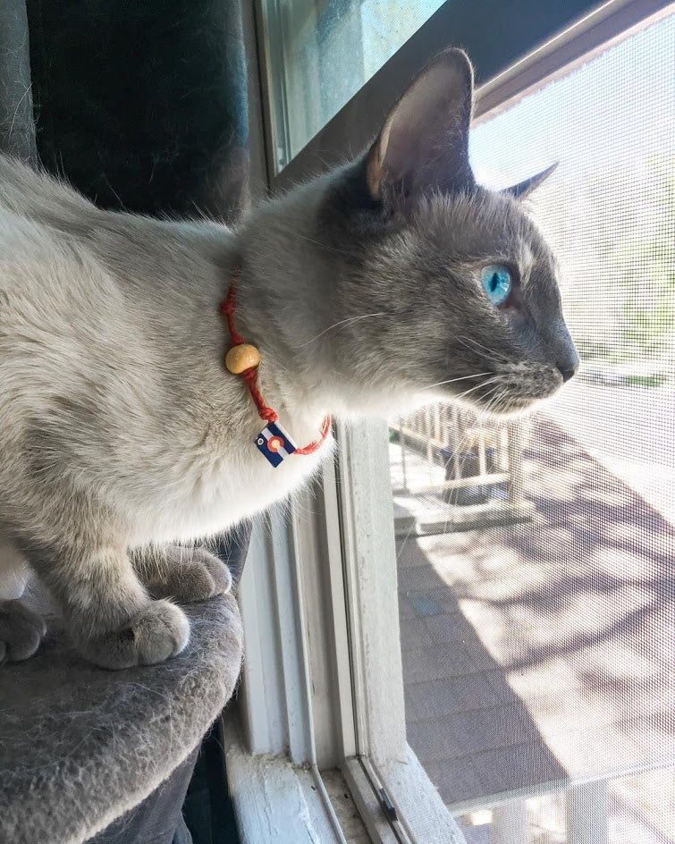 Adopt don't shop bracelet on a cat, showcasing a blue-eyed feline indoors by a window.