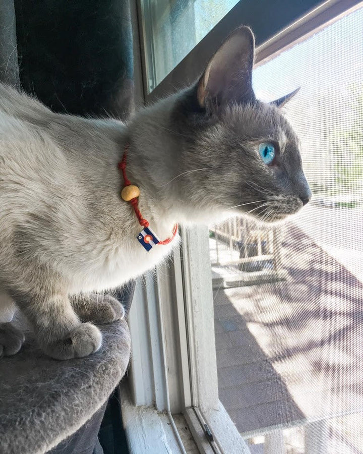 Adopt don't shop bracelet on a cat, showcasing a blue-eyed feline indoors by a window.