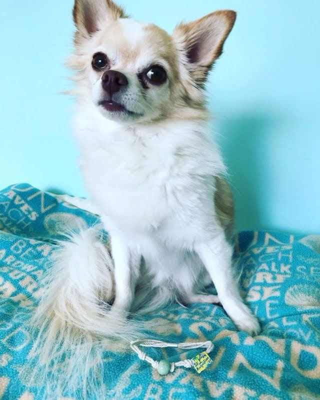 Adopt don't shop bracelet displayed near a cute Chihuahua on a soft teal blanket