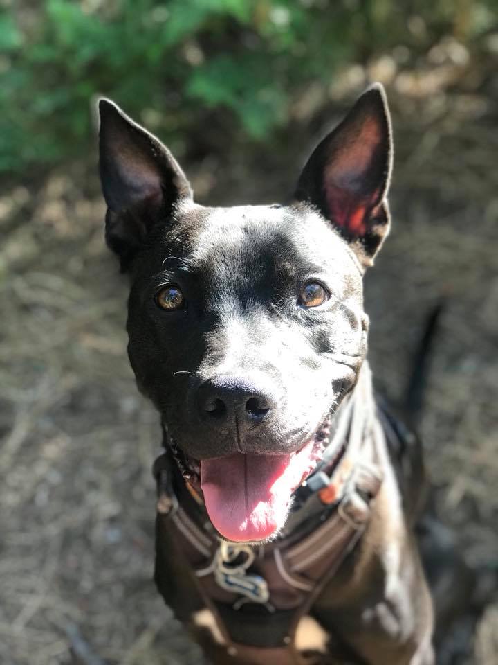 Handmade animal rescue jewelry inspired by dogs, celebrating love for rescued pets from Earth Bands