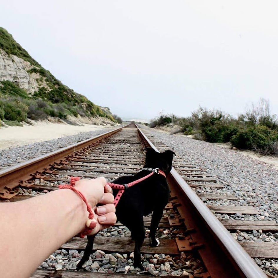 Adopt don't shop bracelet worn while walking a dog on a scenic railway path