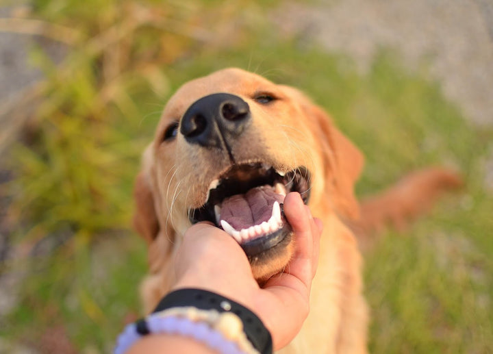 Adopt don't shop bracelet from Earth Bands showcasing a commitment to animal rescue and adoption