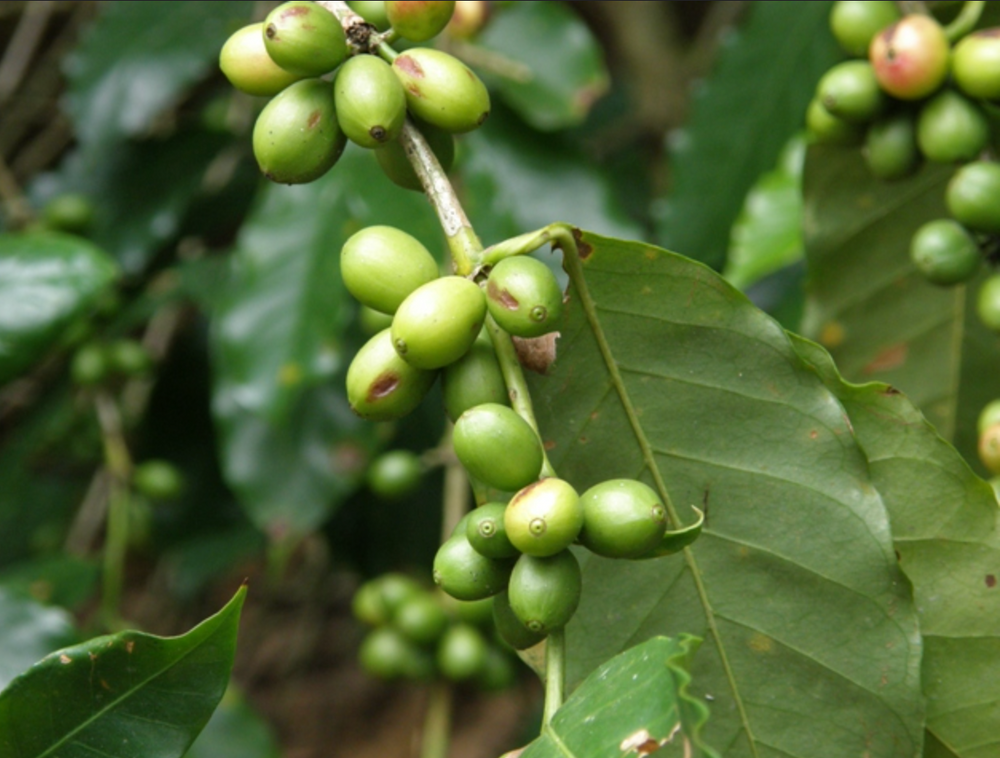 Fresh coffee beans growing on the plant representing Pure Puerto Rican Coffee sourced from Café de Adjuntas